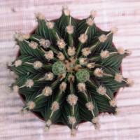 Интернет магазин кактусов и суккулентов кактуспозитив - Gymnocalycium friedrichii LB 2178 'Agua Dulce'   