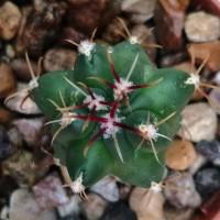 Интернет магазин кактусов и суккулентов кактуспозитив - Glandulicactus mathssonii SB 1449   