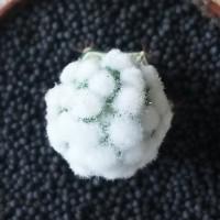 Интернет магазин кактусов и суккулентов кактуспозитив - Mammillaria gracilis Arizona Snowcap