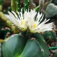 Интернет магазин кактусов и суккулентов кактуспозитив - Astrophytum myriostigma nudum tricostatum