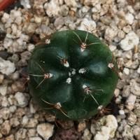 Интернет магазин кактусов и суккулентов кактуспозитив - Gymnocalycium leeanum  