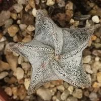 Интернет магазин кактусов и суккулентов кактуспозитив - Astrophytum myriostigma v. potosinum P 466  