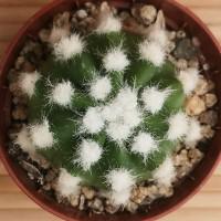 Интернет магазин кактусов и суккулентов кактуспозитив - Echinopsis subdenudata cv. Fuzzy Navel.