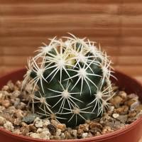 Интернет магазин кактусов и суккулентов кактуспозитив - Coryphantha echinus SB 391 