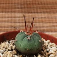 Интернет магазин кактусов и суккулентов кактуспозитив - Gymnocalycium cardenasianum VOS 382