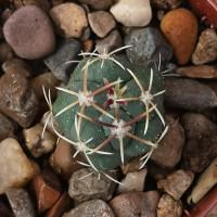 Интернет магазин кактусов и суккулентов кактуспозитив - Thelocactus hexaedrophorus 