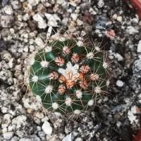 Интернет магазин кактусов и суккулентов кактуспозитив - Notocactus crassigibbus FR 1394         