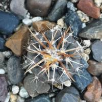 Интернет магазин кактусов и суккулентов кактуспозитив - Gymnocalycium spegazzinii DJF 248  