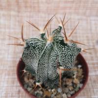 Интернет магазин кактусов и суккулентов кактуспозитив - Astrophytum ornatum   Астрофитум украшенный