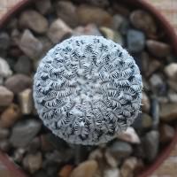 Интернет магазин кактусов и суккулентов кактуспозитив - Turbinicarpus pseudopectinatus  