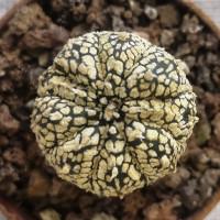 Интернет магазин кактусов и суккулентов кактуспозитив - Astrophytum asterias cv Superkabuto 'Gold