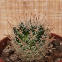 Интернет магазин кактусов и суккулентов кактуспозитив - Mammillaria duwei f. red spines