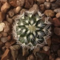 Интернет магазин кактусов и суккулентов кактуспозитив - Echinocereus reichenbachii                           