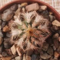 Интернет магазин кактусов и суккулентов кактуспозитив - Echinocereus reichenbahii v. perbellus