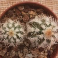 Интернет магазин кактусов и суккулентов кактуспозитив - Echinocereus reichenbahii v. perbellus