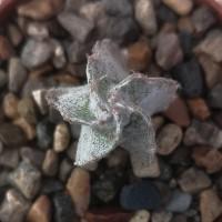 Интернет магазин кактусов и суккулентов кактуспозитив -  Astrophytum myriostigma v. columnare