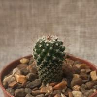 Интернет магазин кактусов и суккулентов кактуспозитив - Mammillaria pseudocrucigera P 491