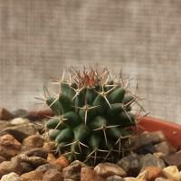 Интернет магазин кактусов и суккулентов кактуспозитив - Mammillaria sempervivi SB 91