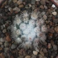 Интернет магазин кактусов и суккулентов кактуспозитив - Mammillaria Gracilis var. Texensis