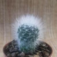 Интернет магазин кактусов и суккулентов кактуспозитив - Mammillaria schwarzii