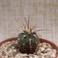 Интернет магазин кактусов и суккулентов кактуспозитив - Gymnocalycium spegazzinii  LF 69