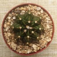 Интернет магазин кактусов и суккулентов кактуспозитив - Gymnocalycium mihanovichii  