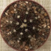 Интернет магазин кактусов и суккулентов кактуспозитив - Gymnocalycium friedrichii v moserianum P 435  