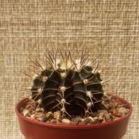 Интернет магазин кактусов и суккулентов кактуспозитив - Gymnocalycium friedrichii v moserianum P 435  