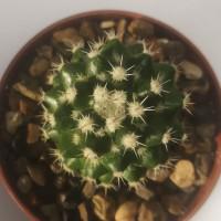 Интернет магазин кактусов и суккулентов кактуспозитив - Mammillaria voburnensis subs. eichlamii