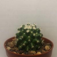 Интернет магазин кактусов и суккулентов кактуспозитив - Mammillaria voburnensis subs. eichlamii