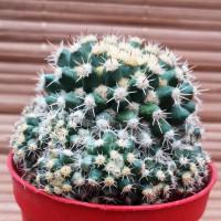 Интернет магазин кактусов и суккулентов кактуспозитив - Mammillaria voburnensis subs. eichlamii