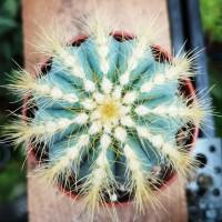 Интернет магазин кактусов и суккулентов кактуспозитив - Eriocactus magnificus