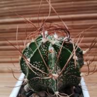 Интернет магазин кактусов и суккулентов кактуспозитив - Astrophytum capricorne 