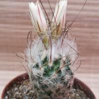 Интернет магазин кактусов и суккулентов кактуспозитив - Turbinicarpus schmiedickeanus v. dickisoniae PP 215  