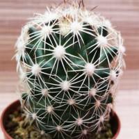 Интернет магазин кактусов и суккулентов кактуспозитив - Coryphantha echinus SB 391 