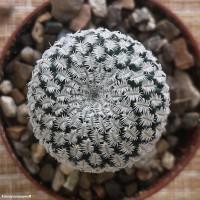 Интернет магазин кактусов и суккулентов кактуспозитив - Turbinicarpus pseudopectinatus  