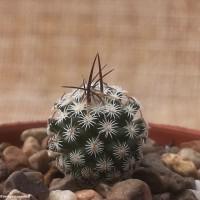 Интернет магазин кактусов и суккулентов кактуспозитив - Turbinicarpus gracilis                        