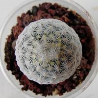 Интернет магазин кактусов и суккулентов кактуспозитив - Mammillaria herrerae