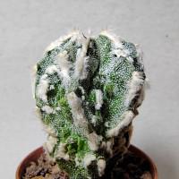 Интернет магазин кактусов и суккулентов кактуспозитив - Astrophytum Myriostigma cv. Fukuryu Hakujo