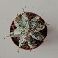 Интернет магазин кактусов и суккулентов кактуспозитив - Astrophytum  hybrid (myriostigma cv.'Fukuriyo')