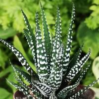 Интернет магазин кактусов и суккулентов кактуспозитив - Haworthia fasciata cv. Big Band Хавортия Биг Бэнд