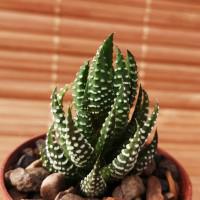 Интернет магазин кактусов и суккулентов кактуспозитив - Haworthia reinwardtii f. Zebrina. Хавортия рейнвардта Зебрина