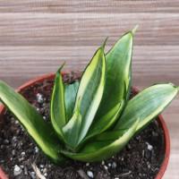 Интернет магазин кактусов и суккулентов кактуспозитив -  Sansevieria Hahnii Silver Frost