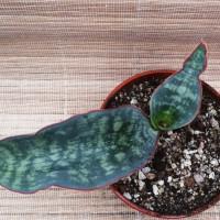 Интернет магазин кактусов и суккулентов кактуспозитив - Sansevieria  elliptica 