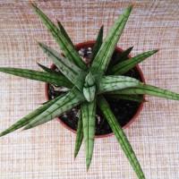 Интернет магазин кактусов и суккулентов кактуспозитив - Sansevieria francisii silver 