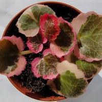 Интернет магазин кактусов и суккулентов кактуспозитив - Saxifraga Variegata