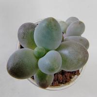 Интернет магазин кактусов и суккулентов кактуспозитив - Pachyphytum oviferum