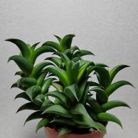 Интернет магазин кактусов и суккулентов кактуспозитив - Haworthia viscosa