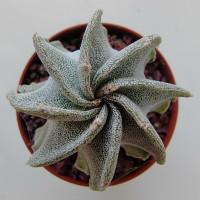 Интернет магазин кактусов и суккулентов кактуспозитив - Astrophytum myriostigma v. strongylogonum RS 144 (8 ребер)