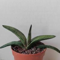 Интернет магазин кактусов и суккулентов кактуспозитив - Gasteria baylissiana